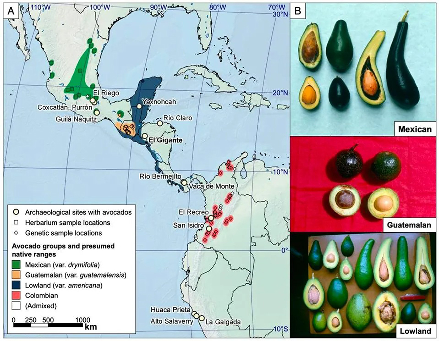 Como os povos nativos das Américas criaram o abacate que conhecemos hoje