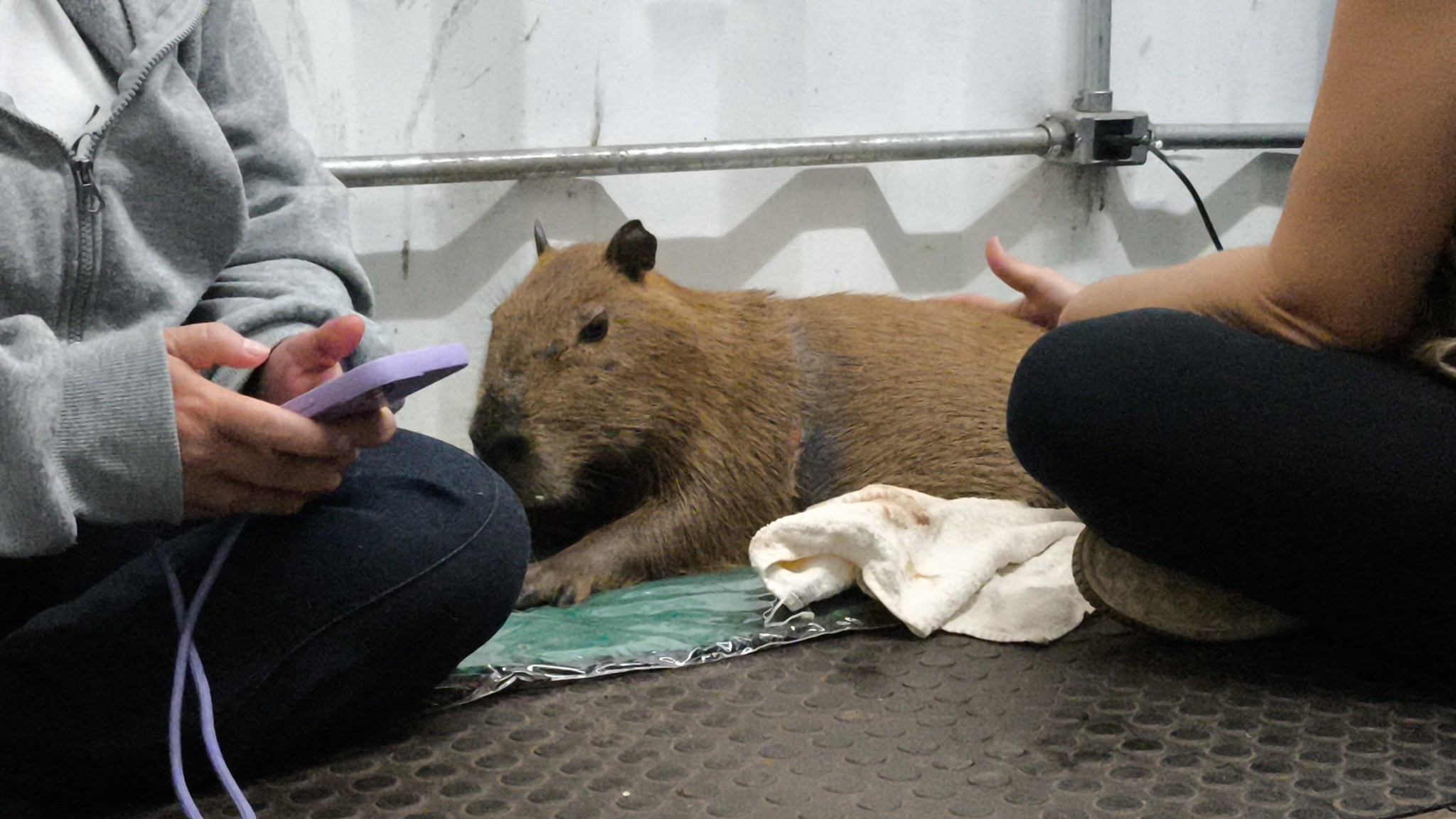 VÍDEO: filhote de capivara é solto após passar mais de um mês com fita de plástico presa ao corpo no interior de SP