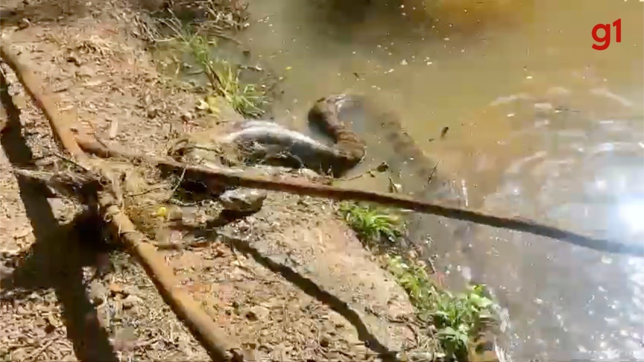 Sucuri gigante presa em rede de pesca é resgatada em açude de MS; veja vídeo