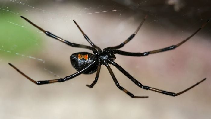 As 3 aranhas mais perigosas do mundo — como identificá-las