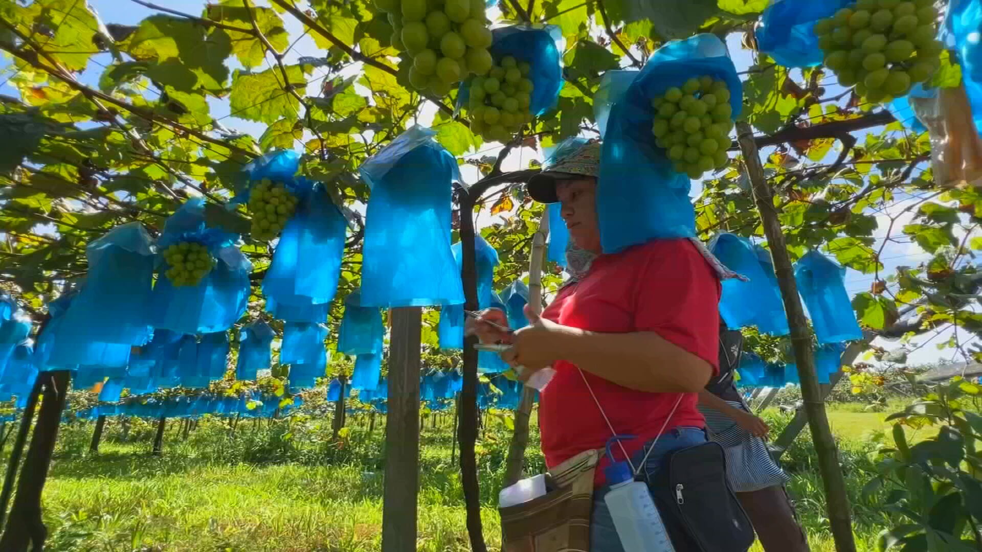 Produtores colhem safra de uva gourmet graúda e doce em Pilar do Sul