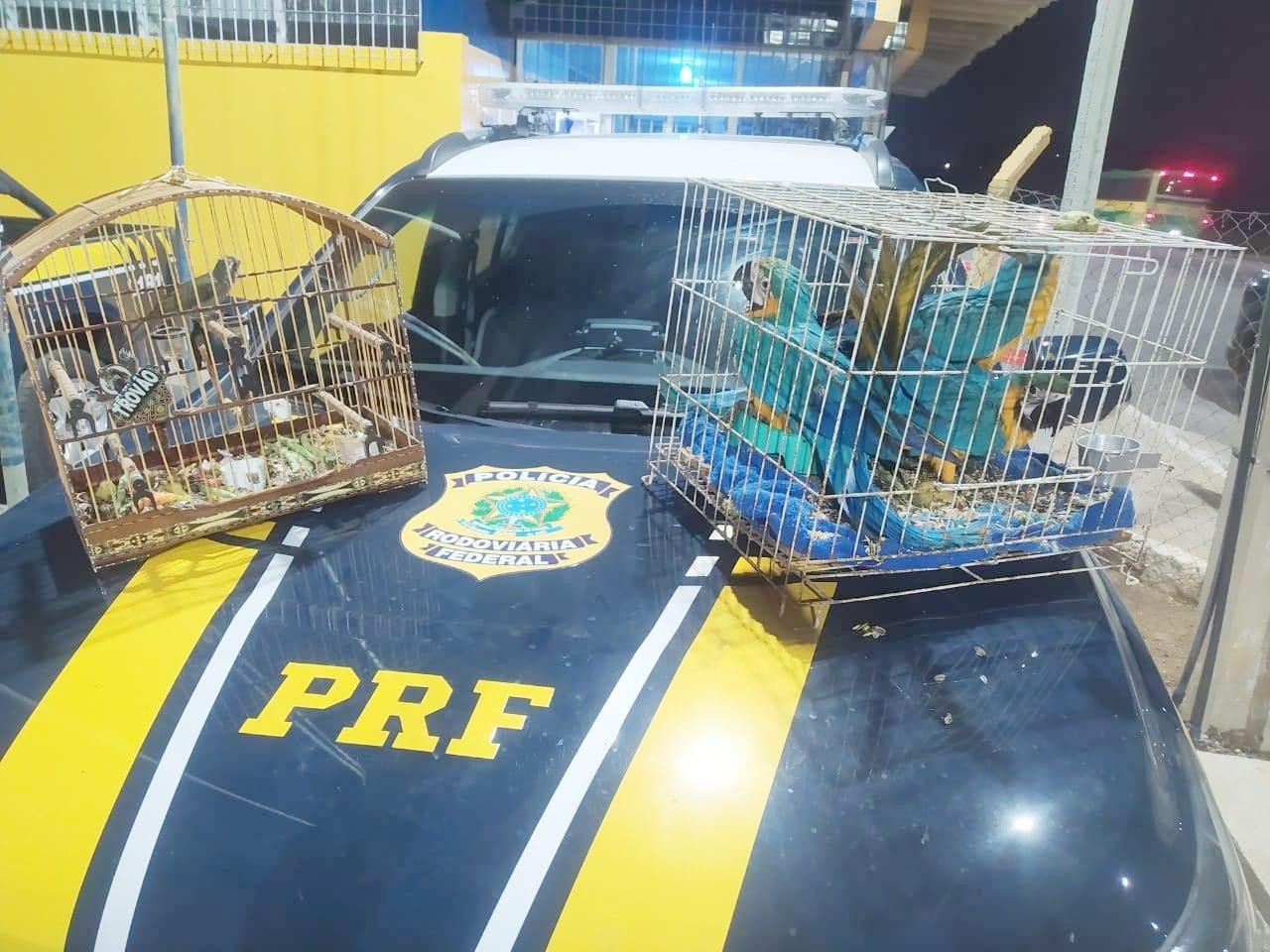 PRF resgatou mais de 16 mil animais em 2024; 58 pessoas foram detidas por transporte ilegal