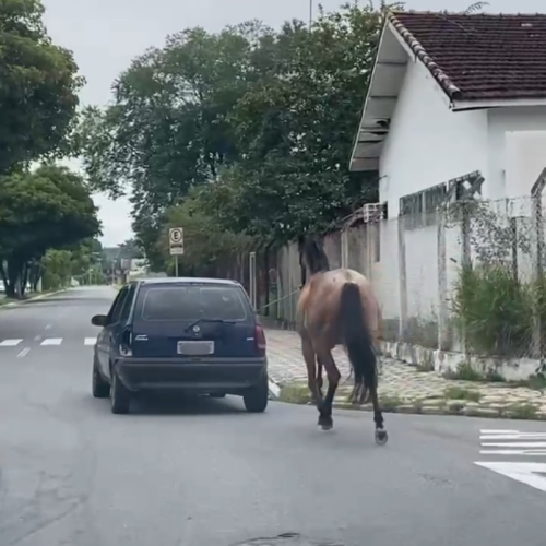 VÍDEO flagra cavalo amarrado em corda sendo puxado por carro, em Caçapava