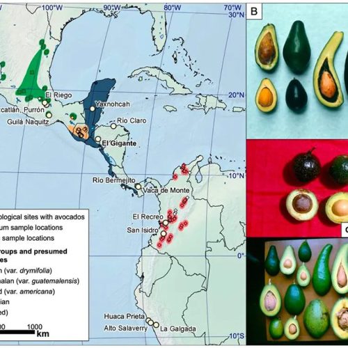 Como os povos nativos das Américas criaram o abacate que conhecemos hoje