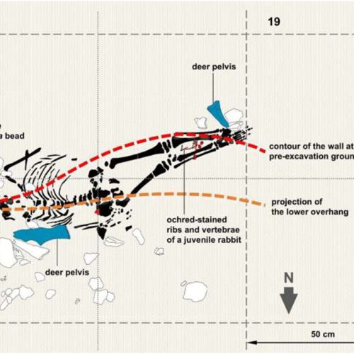 Cientistas descobrem idade de esqueleto de criança com características de humano e neandertal