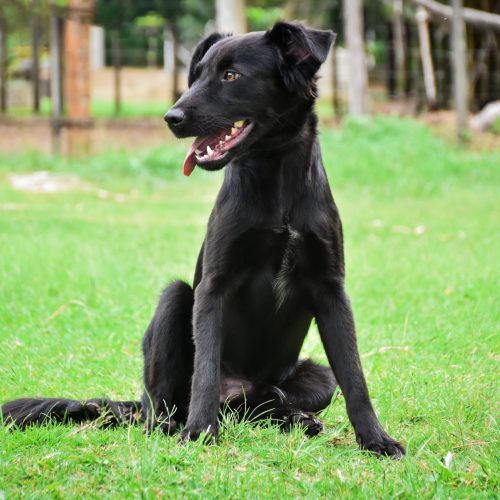 Canil Municipal promove feira de adoção de cães e gatos no interior de SP; saiba como adotar