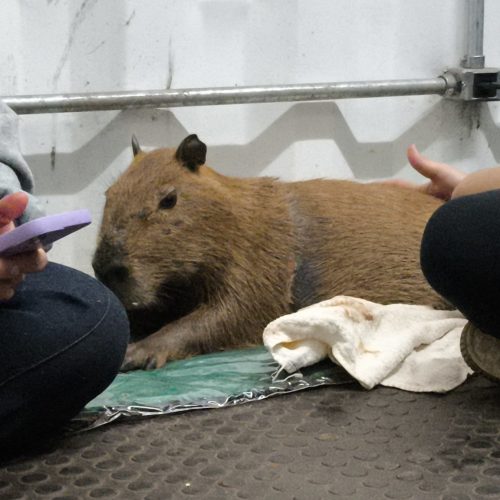 VÍDEO: filhote de capivara é solto após passar mais de um mês com fita de plástico presa ao corpo no interior de SP