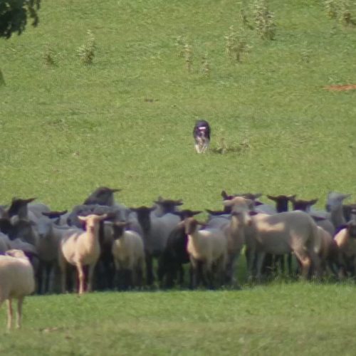 Cão de pastoreio ajuda produtores a administrar rebanhos no campo