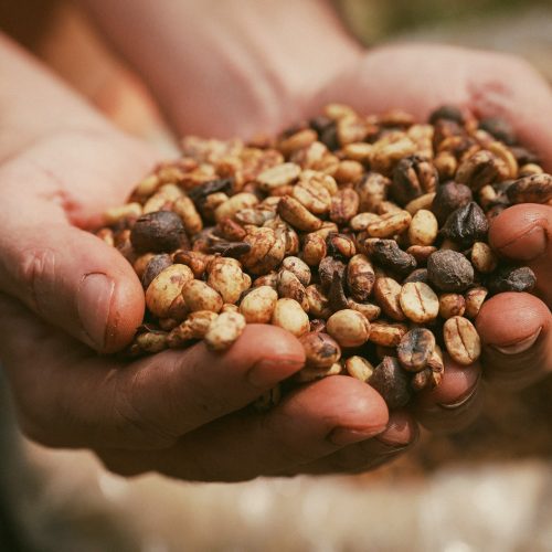 Saca de café é negociada acima dos R$ 2 mil há quatro meses; entenda motivos da alta histórica