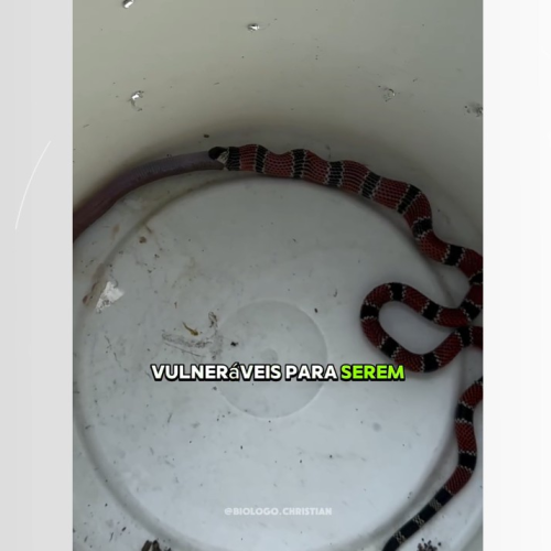 Cobra-coral verdadeira vomita cobra-de-duas cabeças após resgate em SC e vídeo viraliza