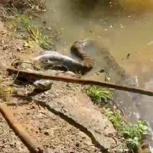 Sucuri gigante presa em rede de pesca é resgatada em açude de MS; veja vídeo