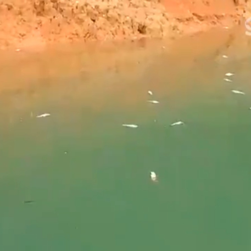 VÍDEO: Pescadores flagram vários peixes mortos na represa de Santa Branca, no interior de SP