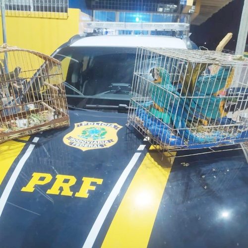 PRF resgatou mais de 16 mil animais em 2024; 58 pessoas foram detidas por transporte ilegal