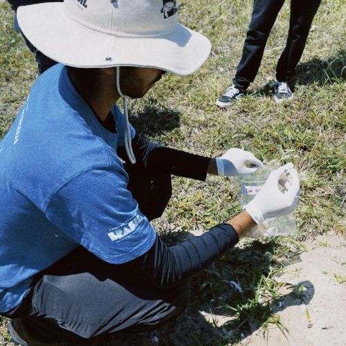 No litoral paranaense, pesquisadores identificam corujas-buraqueiras contaminadas por microplástico